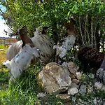 De Scott Kır Evi Espeluche
